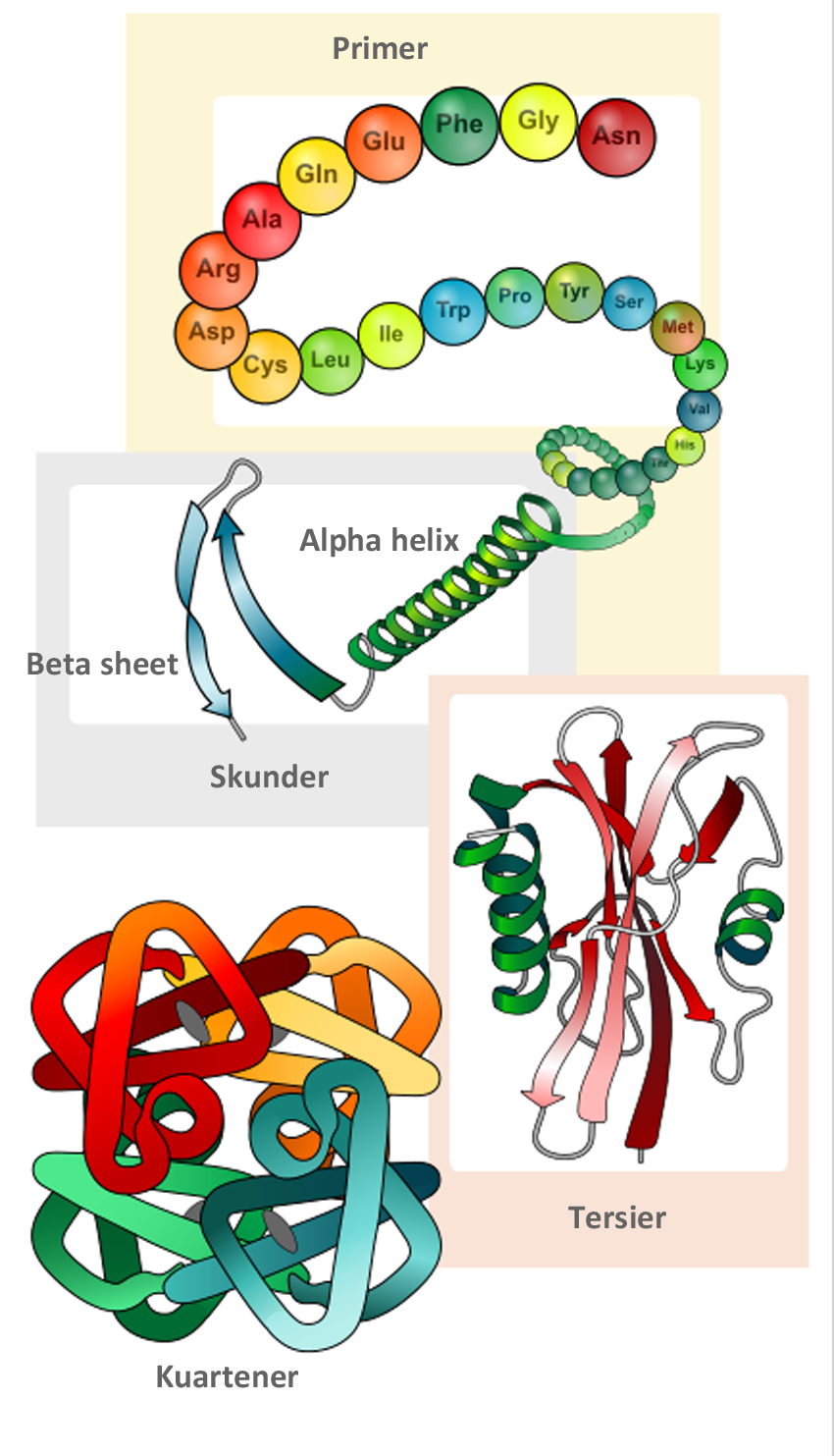 Detail Gambar Protein Sederhana Nomer 11