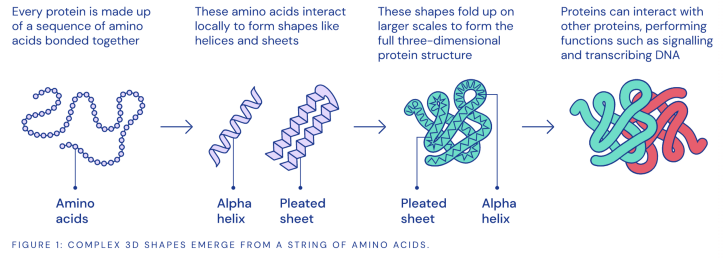 Detail Gambar Protein Sederhana Nomer 16
