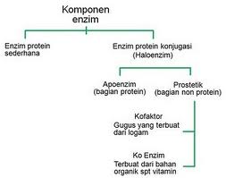 Detail Gambar Protein Sederhana Nomer 28