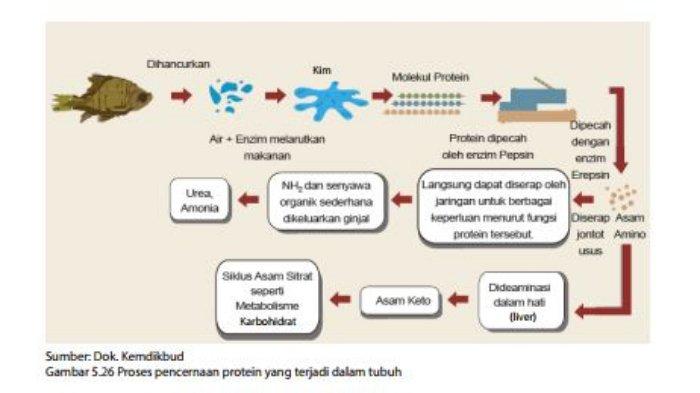 Detail Gambar Protein Sederhana Nomer 36