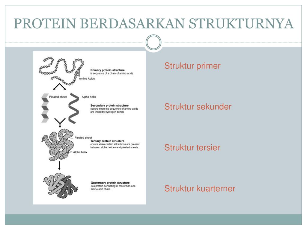 Detail Gambar Protein Sederhana Nomer 8
