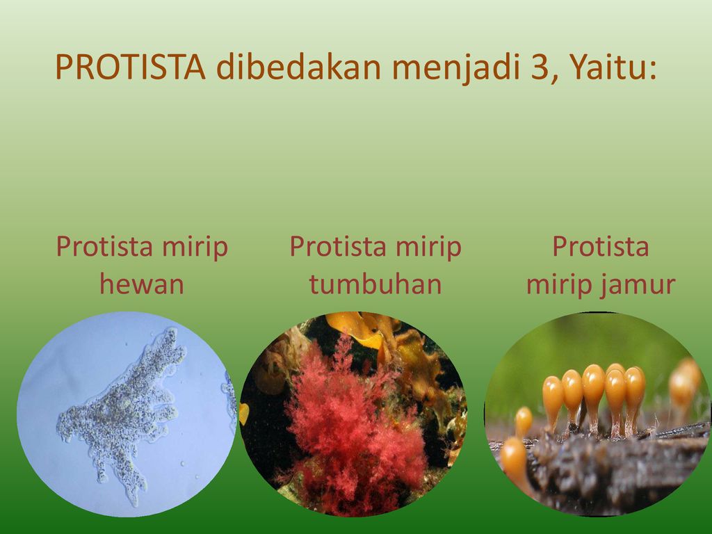 Detail Gambar Protista Mirip Jamur Nomer 22