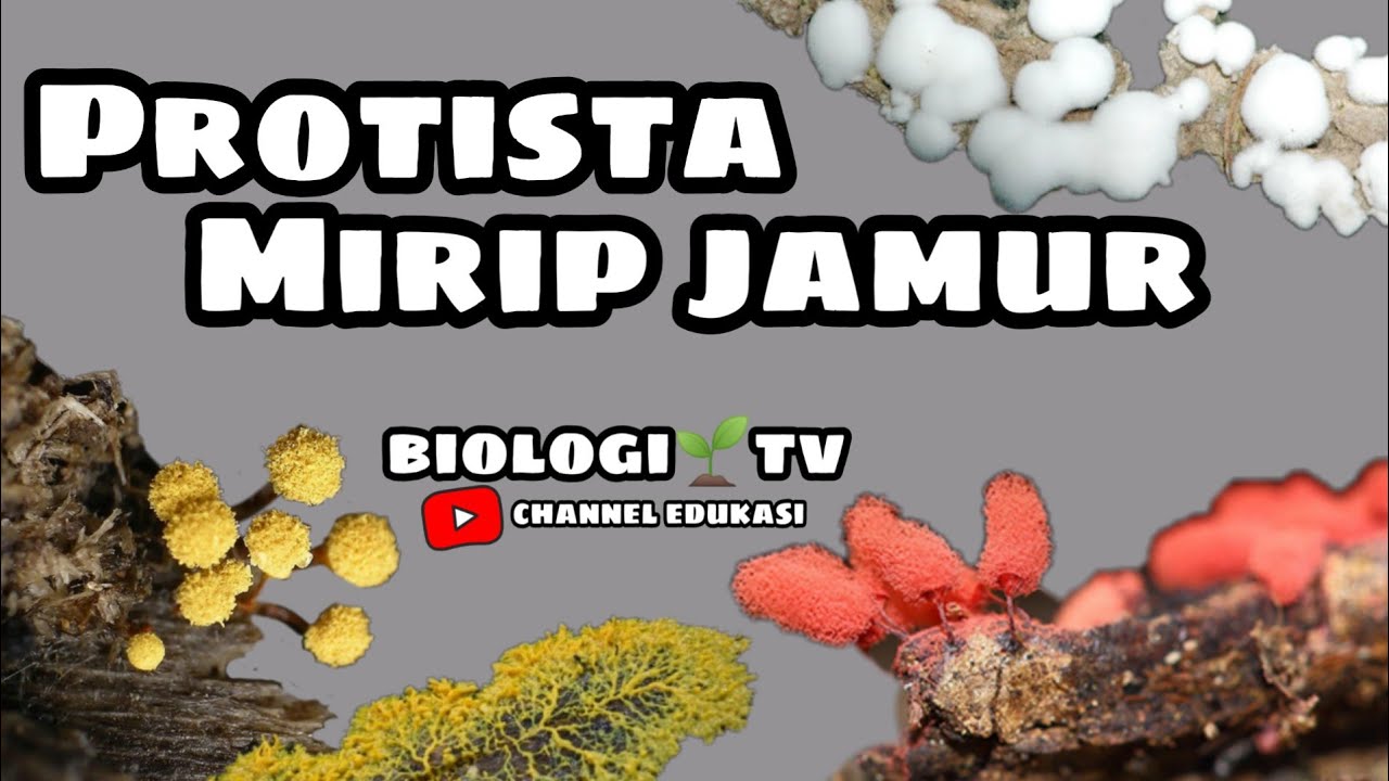 Detail Gambar Protista Mirip Jamur Nomer 29