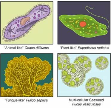 Detail Gambar Protista Mirip Jamur Nomer 31