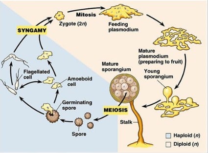 Detail Gambar Protista Mirip Jamur Nomer 34