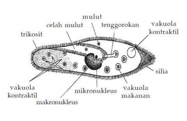 Detail Gambar Protista Mirip Jamur Nomer 35