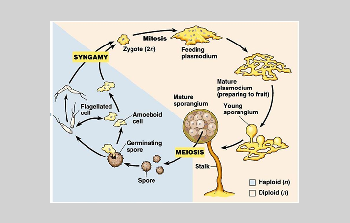 Detail Gambar Protista Mirip Jamur Nomer 44