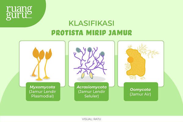 Detail Gambar Protista Mirip Jamur Nomer 7