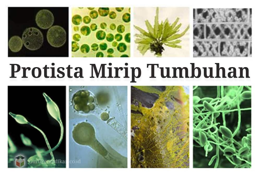 Gambar Protista Tumbuhan - KibrisPDR