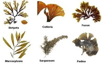 Detail Gambar Protista Tumbuhan Nomer 5