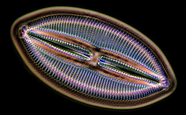 Detail Gambar Protista Tumbuhan Nomer 42