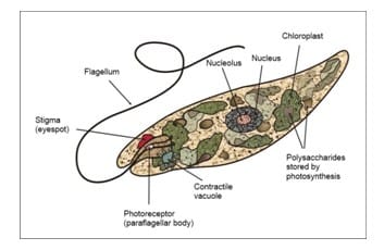 Detail Gambar Protozoa Flagellata Nomer 19