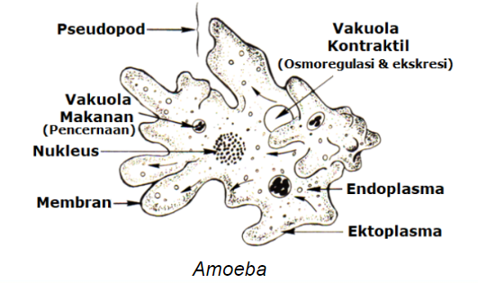 Detail Gambar Protozoa Flagellata Nomer 33