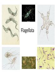 Detail Gambar Protozoa Flagellata Nomer 47