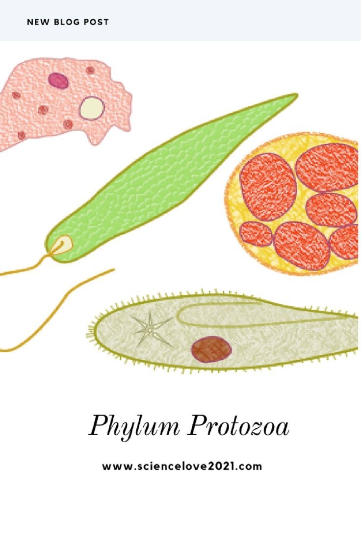 Detail Gambar Protozoa Flagellata Nomer 51