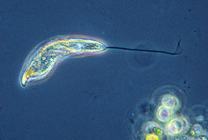 Detail Gambar Protozoa Flagellata Nomer 53