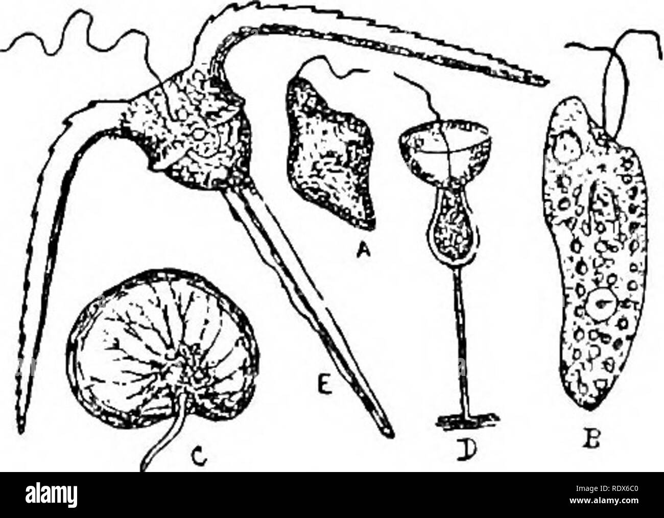 Detail Gambar Protozoa Flagellata Nomer 54