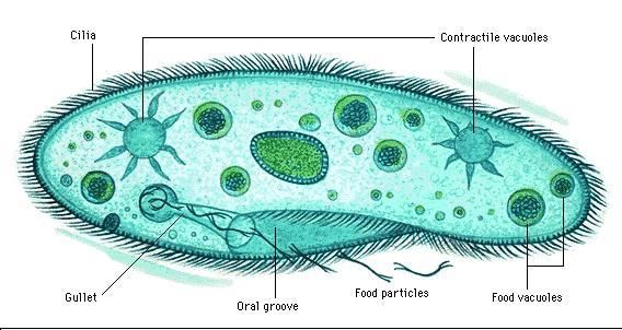 Detail Gambar Protozoa Protozoa Nomer 12