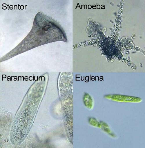 Detail Gambar Protozoa Protozoa Nomer 13