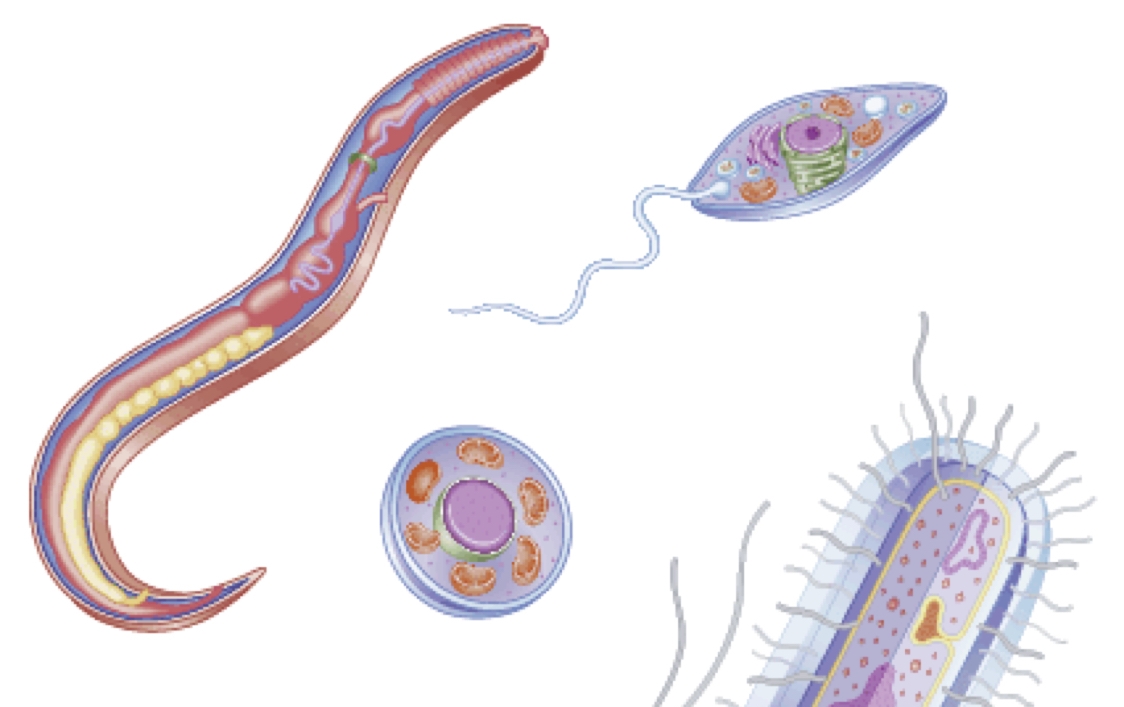 Detail Gambar Protozoa Protozoa Nomer 15