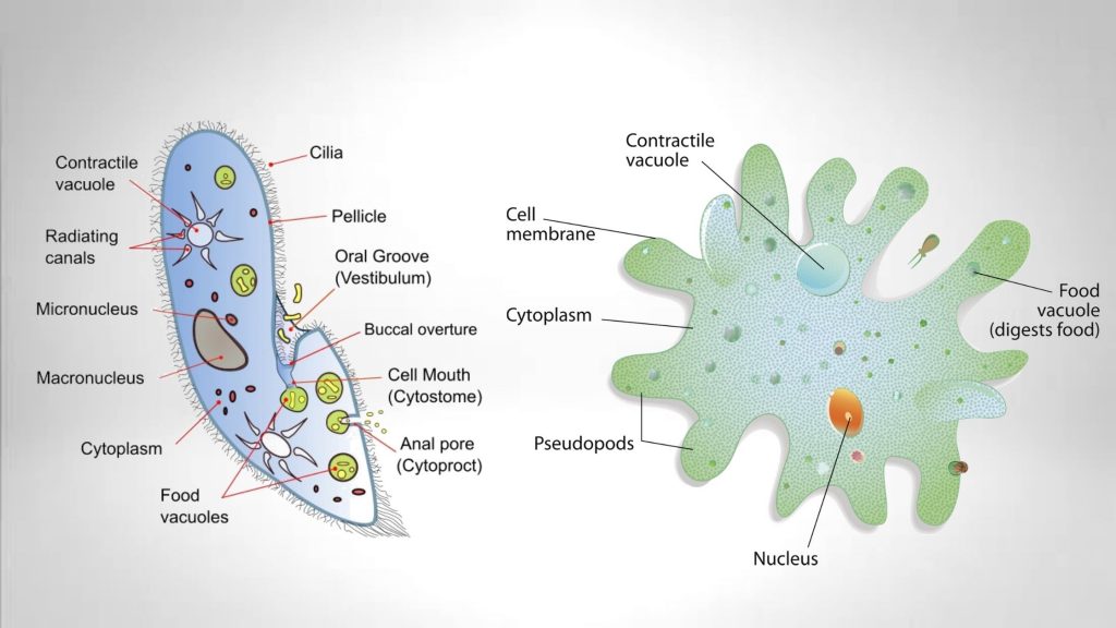 Detail Gambar Protozoa Protozoa Nomer 21