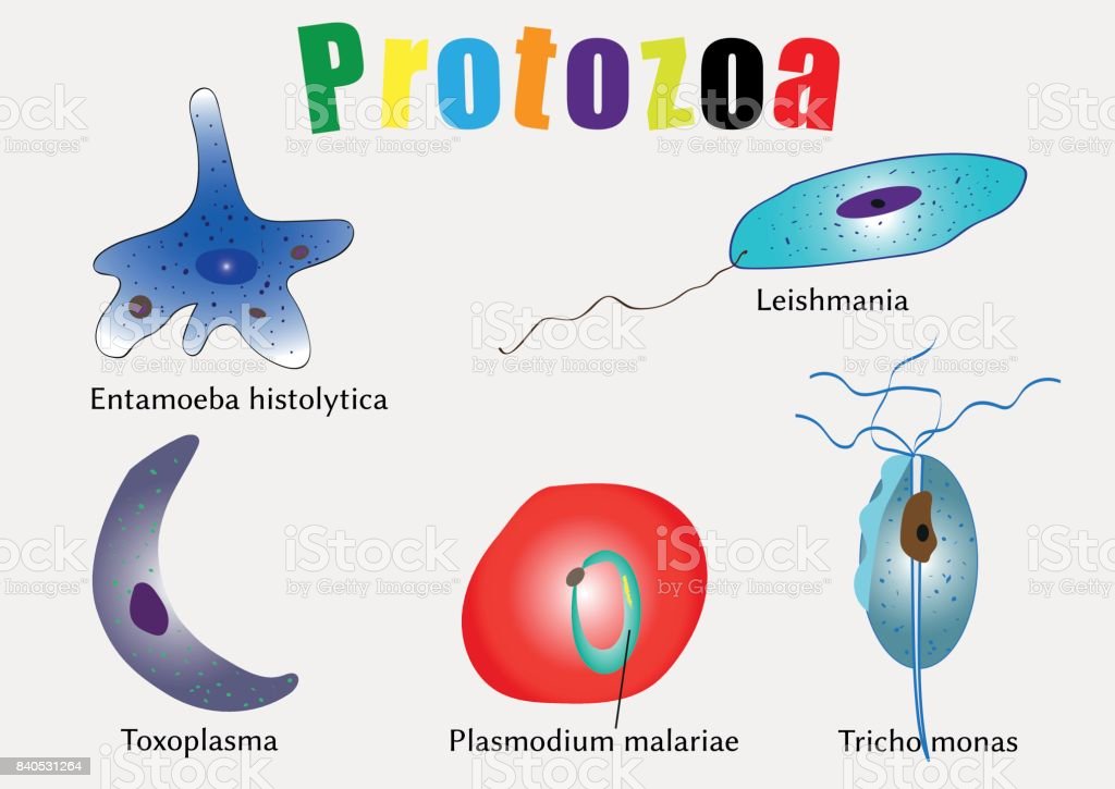 Detail Gambar Protozoa Protozoa Nomer 26