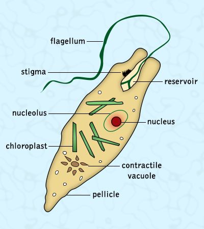 Detail Gambar Protozoa Protozoa Nomer 32