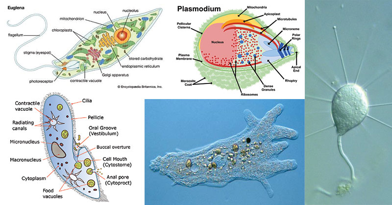 Detail Gambar Protozoa Protozoa Nomer 5