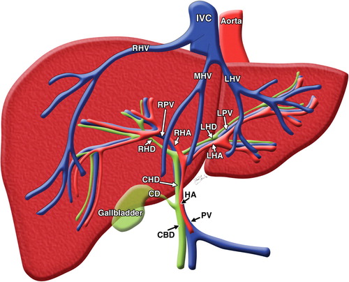 Detail Anatomie Hahn Nomer 10