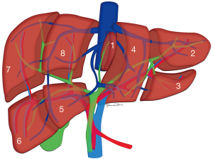 Detail Anatomie Hahn Nomer 23