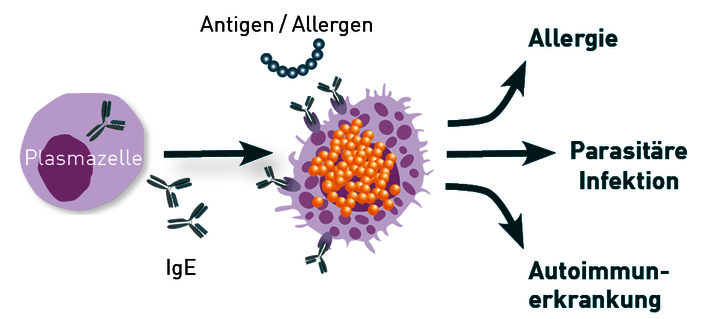 Detail Bilder Zu Allergien Nomer 13