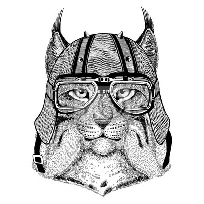 Bobcat Katze - KibrisPDR