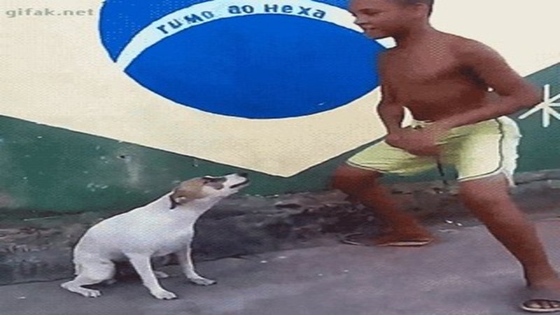 Detail Dancing Brazil Dog Meme Nomer 13