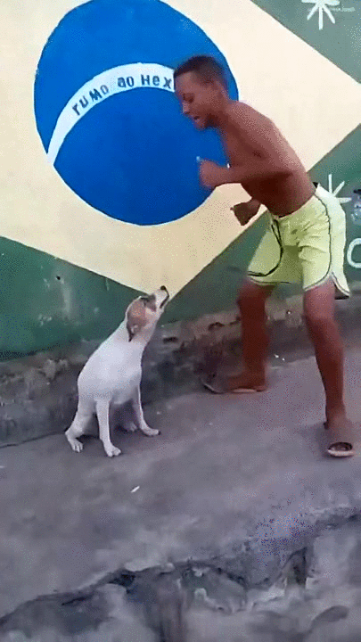 Detail Dancing Brazil Dog Meme Nomer 3