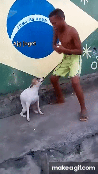 Detail Dancing Brazil Dog Meme Nomer 29