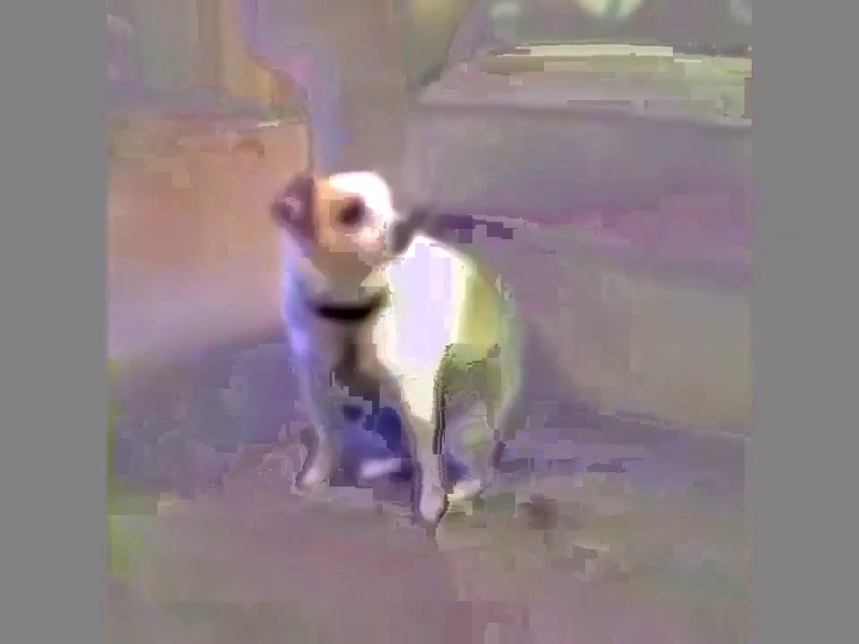 Detail Dancing Brazil Dog Meme Nomer 46
