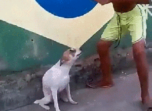 Detail Dancing Brazil Dog Meme Nomer 8