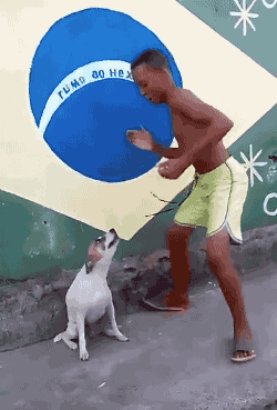 Detail Dancing Brazil Dog Meme Nomer 9