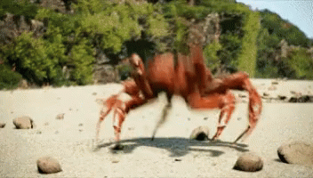 Detail Dancing Crab Meme Template Nomer 23