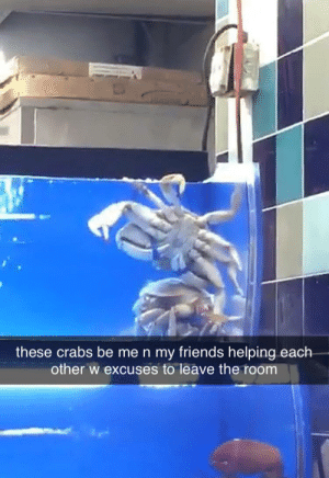 Detail Dancing Crab Meme Template Nomer 35