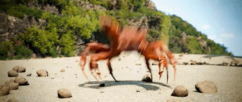 Detail Dancing Crab Meme Template Nomer 40