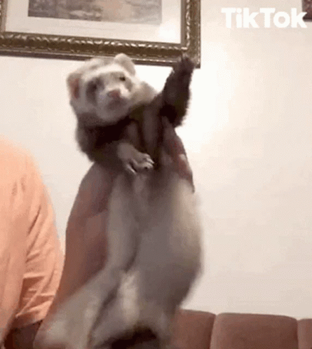Detail Dancing Ferret Meme Nomer 2