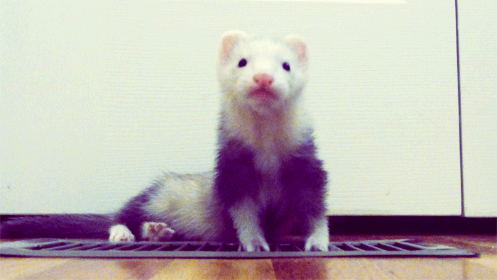 Detail Dancing Ferret Meme Nomer 23