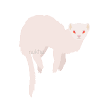 Detail Dancing Ferret Meme Nomer 48
