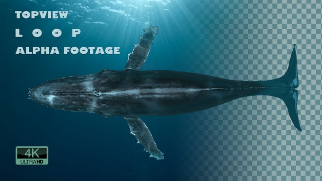 Detail Dancing Whale Cursor Nomer 23