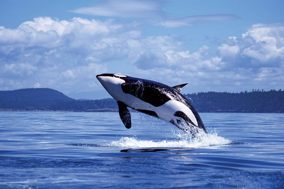 Detail Dancing Whale Cursor Nomer 28