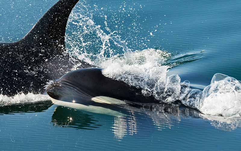 Detail Dancing Whale Cursor Nomer 29