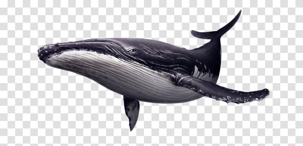 Detail Dancing Whale Cursor Nomer 47