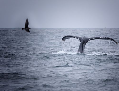 Detail Dancing Whale Cursor Nomer 49