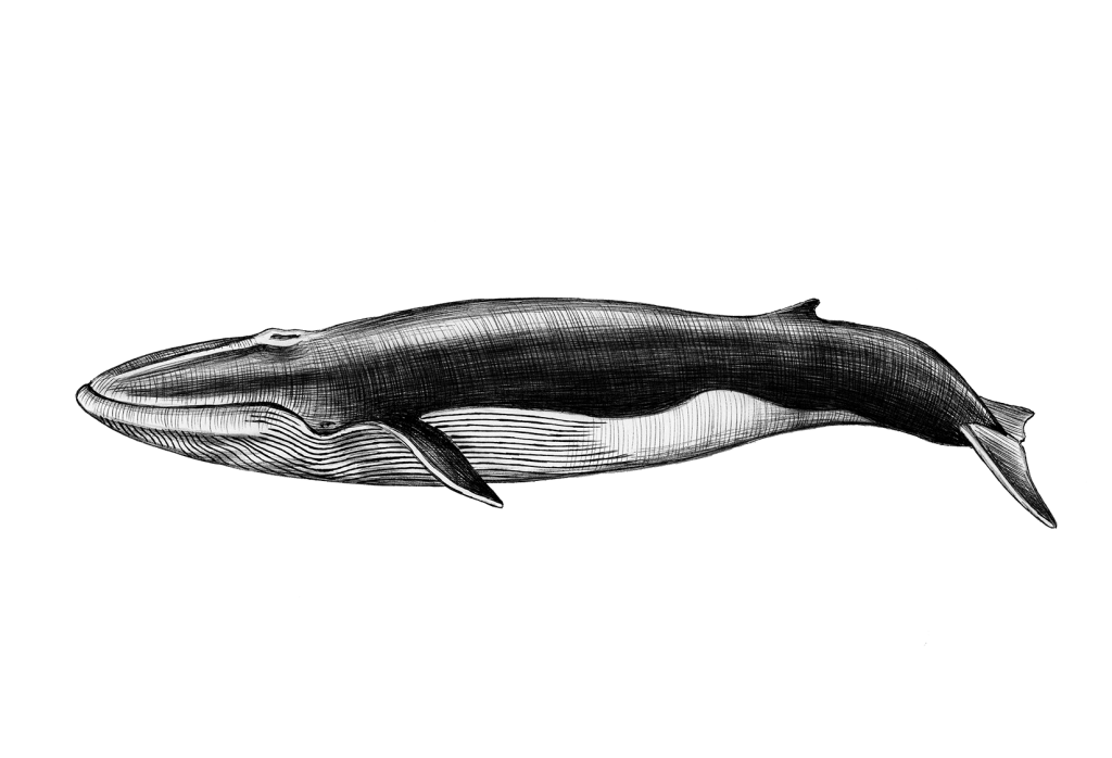 Detail Dancing Whale Cursor Nomer 50